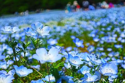 ゴールデンウィーク過ぎたけど・・・昭和100年を記念して 昭和記念公園でネモフィラ&#127804;ポピー