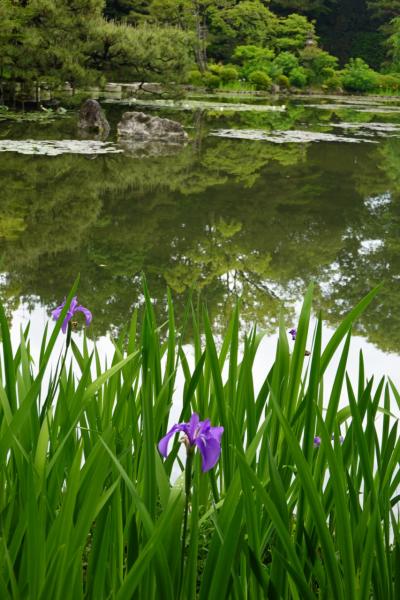 2025年5月新緑の京都　その２～カキツバタを求めて、平安神宮から大田神社へ