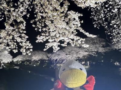 久しぶりに調布野川のさくらのライトアップをみてきました。