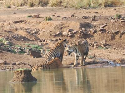 【トラ・トラ・トラ】 ベンガルタイガーを撮る 1/3【タドバ国立公園】
