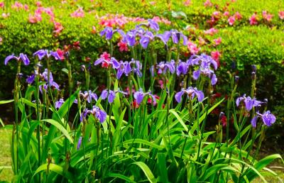 皇居　内堀通り～東御苑をあるく・矢場とんで〆て帰る☆水天宮にお参り2025.5④３日目