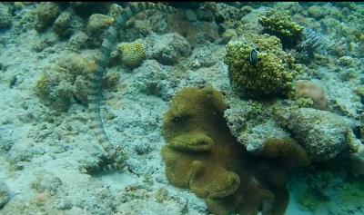 娘と2人初めての座間味島　後半