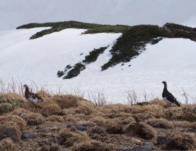 富山 立山旅 これにて完結。 最後はソロtabi 雪の室堂山荘に1泊チャレンジ ～ 立山室堂編 ～