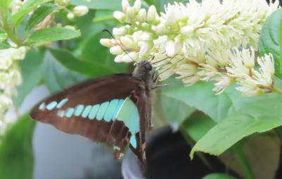 ガーデンセンターで見られた花と蝶