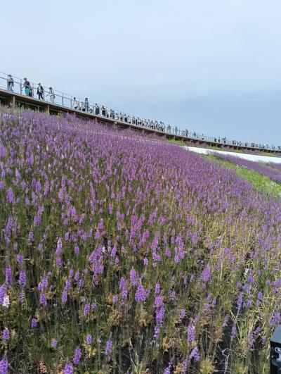 大阪関西万博 6つのパビリオンと大屋根リング ① 大屋根リングとイギリス館