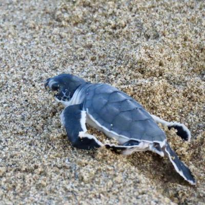 うみがめに逢いに、星降る夜の砂浜へ。感動のバニュワンギ-3-【スカマデ編】