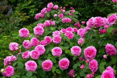 大神ファームの春バラ　2025