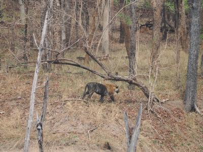 【トラ・トラ・トラ】 ベンガルタイガーを撮る 2/3【ペンチ国立公園】