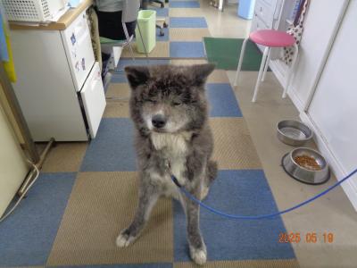 5月18日(日）から、1泊2日で秋田県に行ってきました。（2日目）
