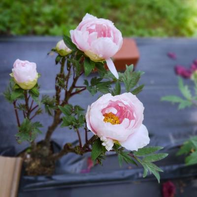 《2025.May》あみんちゅぶらり淡海を歩く旅そのLIX信楽~多羅尾代官所陣屋跡ボタン園を訪ねて編~