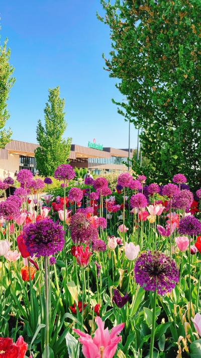 ひさしぶりのヨーロッパ!花のオランダ旅行 ②