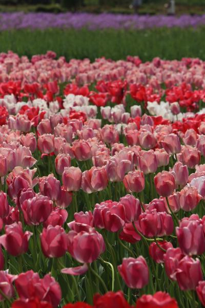 恋のまち?はしもと！チューリップまつり2025から和泉リサイクル環境公園のチューリップ