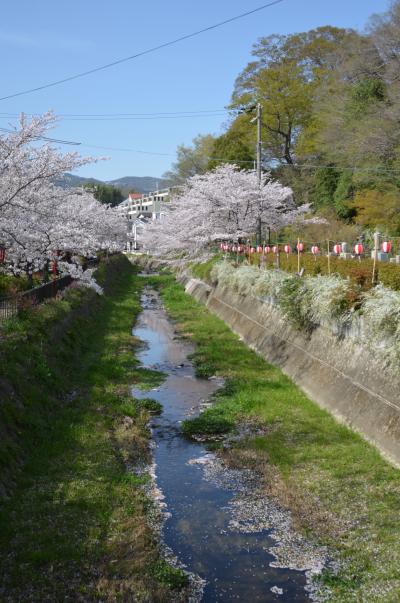 梅雨入りしましたが、季節外れの桜を投稿します。