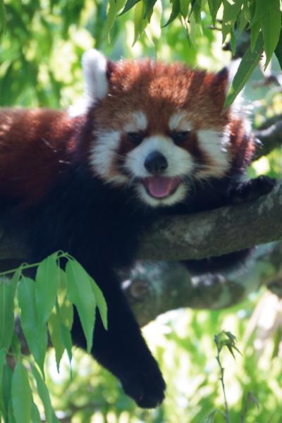 レッサーパンダはかわゆい !!! プルプル通信 12 安佐動物公園