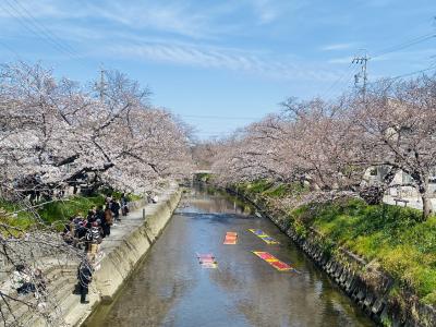岩倉桜並木と春の美酒に酔いしれる勲碧酒造コース