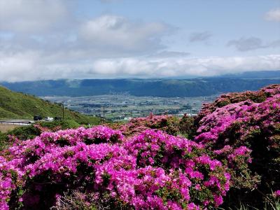 春のお墓参り 阿蘇 仙酔峡でミヤマキリシマを愛で、豊後竹田 Cafe' SlowBeat でパスタを
