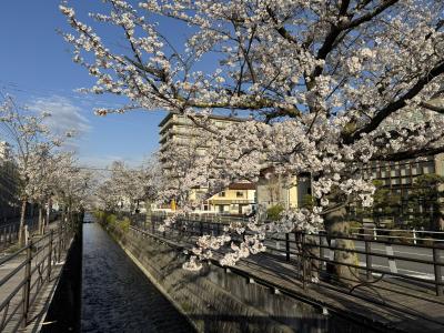しだれ桜を見に、身延山・久遠寺へ(2) ~帰りに石和温泉で1泊
