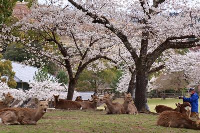 あをによし奈良の都のさくらwith世界遺産④東大寺、奈良公園、薬師寺他