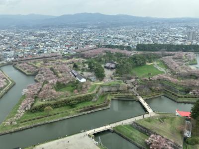 五稜郭の桜が見たくて函館へ