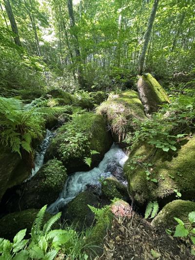 青森周遊～トレッキング 温泉 列車を楽しむ旅行～3日目 酸ヶ湯温泉 蔦七沼　蔦温泉　奥入瀬渓流ホテル2025.6