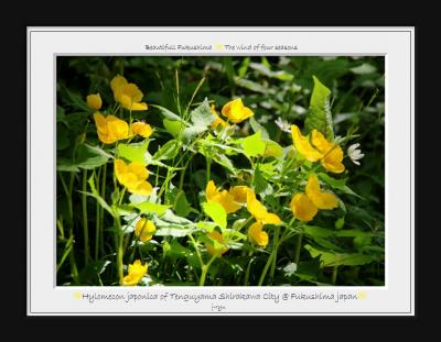 ◆絶滅危惧種ヤマブキソウの楽園に憩う~白河天狗山