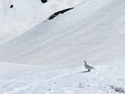 雷鳥に会いたーい！雪の大谷めざして黒部立山アルペンルート
