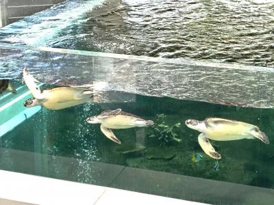 世界遺産の奄美ブルーを見たく初めての奄美大島へ！ 後編、大浜海浜公園、マングローブパーク、奄美ハブセンター、大島紬村