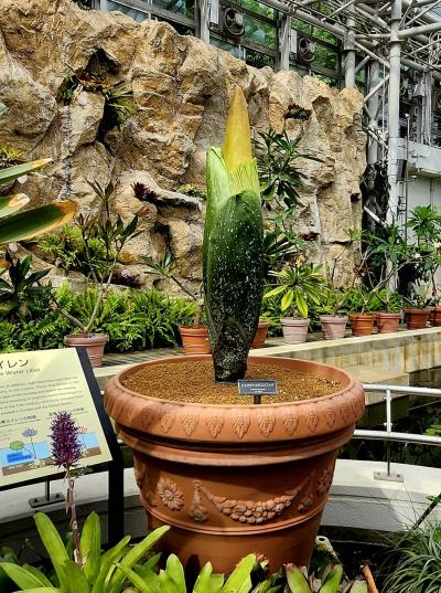 シニアトラベラー！神代植物公園春薔薇と深大寺の元三大師像特別開帳満喫の旅④