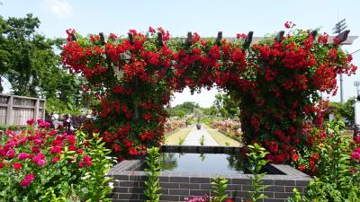 あやせローズガーデン　25年リニューアルオープン