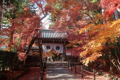 京都紅葉　光明寺　2023
