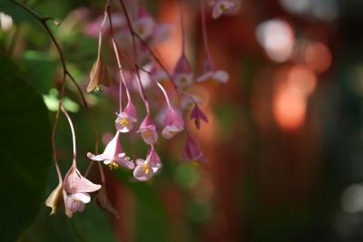 まだ暑い10月の京都 1.5日の旅