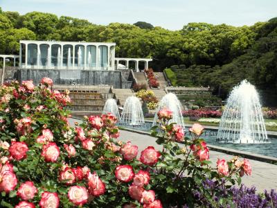 王侯貴族のバラが咲き誇る須磨離宮公園