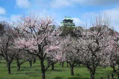 大阪城梅林　2024