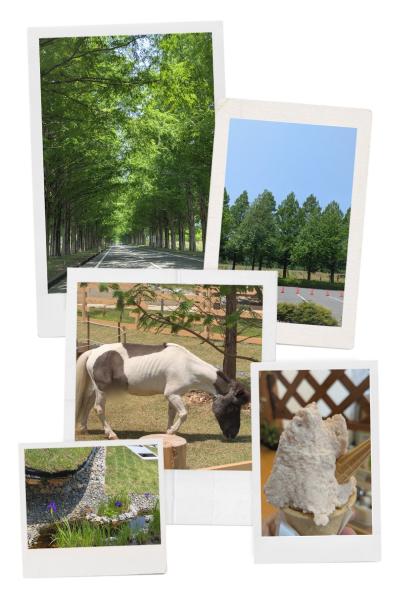 緑眩しいメタセコイア並木