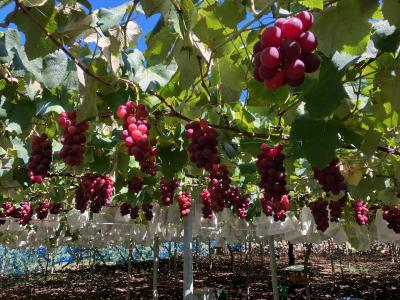 石和温泉。ぶどう狩り。そして桔梗信玄餅とシャトレーゼ高級店。半日ですがいっぱい楽しめます。