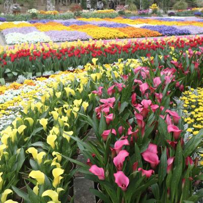 群馬が第二の故郷になった！？　4トラ女子ツアー・２泊３日で『温泉も花も群馬グルメも！』の大満喫旅♪　その3