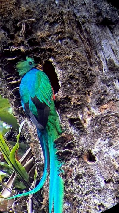 コスタリカをレンタカーで周遊！その5