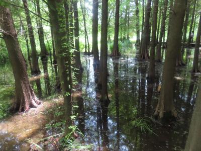 2025年 二度目の中国出張 (3) 溱湖国立湿地公園