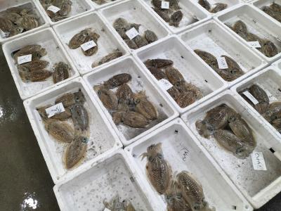 真魚市人気、日生元気ない。