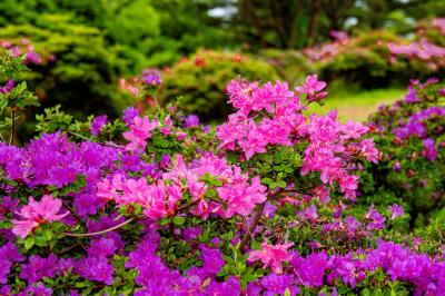 万年山のミヤマキリシマ 　2025