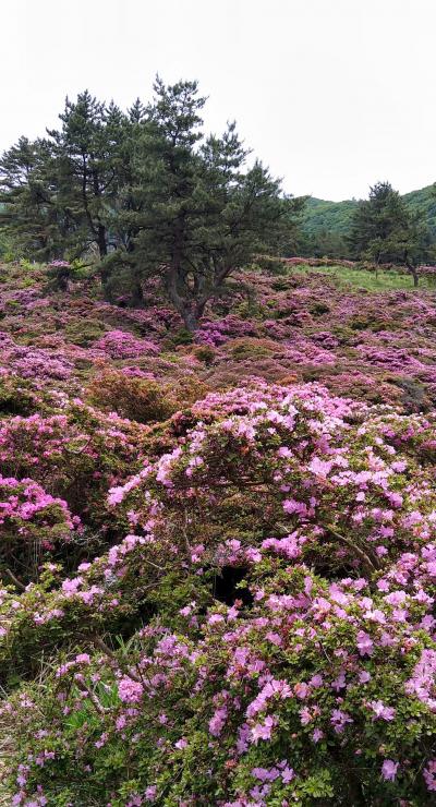 2025 万年山のミヤマキリシマのお花畑