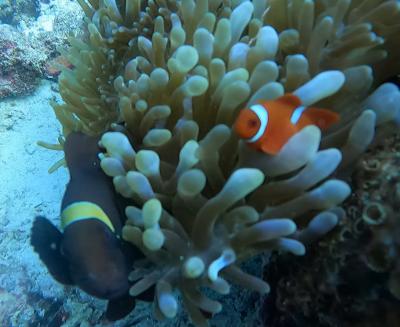 ソロトラベラー(フィリピン セブ島)♯517