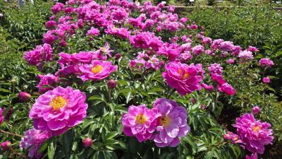 2025年4月29日～大船フラワーセンター～山下公園～山手散策リッチモンドＨ横浜駅前＆ゲートＨ横浜泊