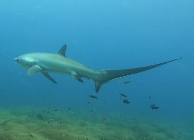 ソロトラベラー(フィリピン セブ島 マラパスクア編)♯518