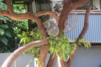 親子孫オーストラリアケアンズ旅行　ラスト　キュランダ＆帰国