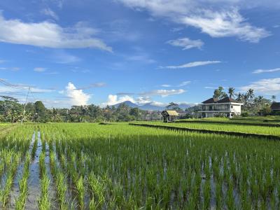 2025年バリ島ウブドへの旅③ 朝の散歩、渓谷沿いのホテルに移動、マッサージ