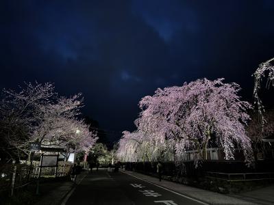 桜の季節、２泊３日で秋田へ（１） 「角館のしだれ桜めぐり」