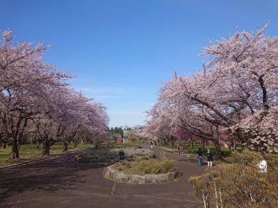 桜咲くＧＷの函館・渡島　＆超人気のラッキーピエロ