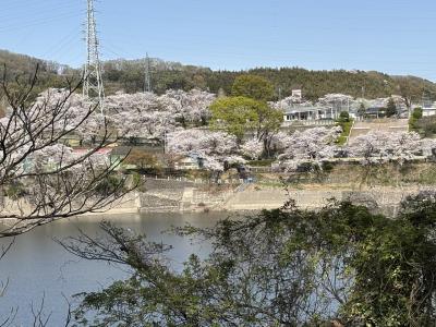 春はやっぱり桜だね③