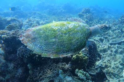 ソロトラベラー(フィリピン セブ島)♯519